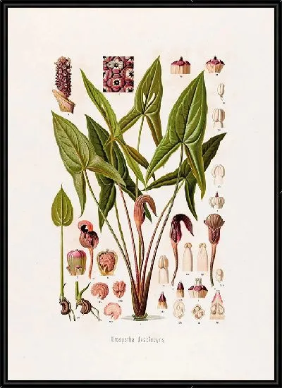 Картина Aroideae Maximilianae Pl.16 (1879)