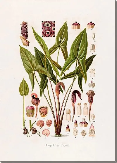 Картина Aroideae Maximilianae Pl.16 (1879)