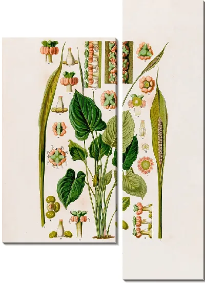 Картина Aroideae Maximilianae Pl.15 (1879)