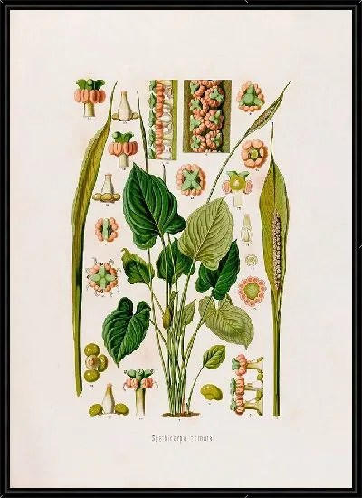 Картина Aroideae Maximilianae Pl.15 (1879)