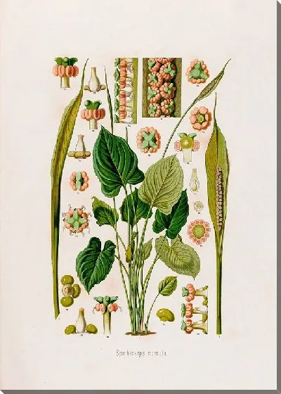 Картина Aroideae Maximilianae Pl.15 (1879)
