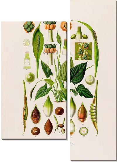 Картина Aroideae Maximilianae Pl.14 (1879)