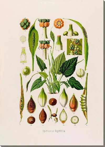 Картина Aroideae Maximilianae Pl.14 (1879)