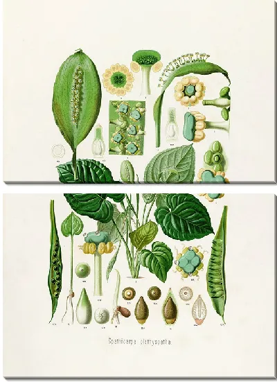 Картина Aroideae Maximilianae Pl.13 (1879)