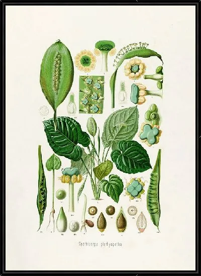 Картина Aroideae Maximilianae Pl.13 (1879)