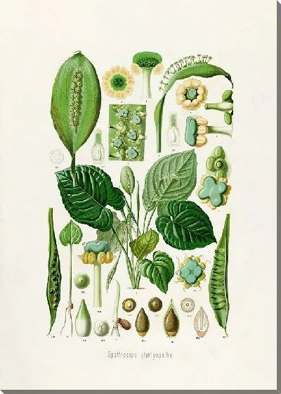 Картина Aroideae Maximilianae Pl.13 (1879)