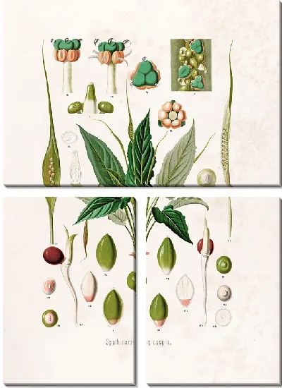 Картина Aroideae Maximilianae Pl.12 (1879)