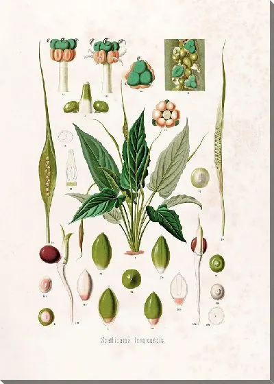 Картина Aroideae Maximilianae Pl.12 (1879)