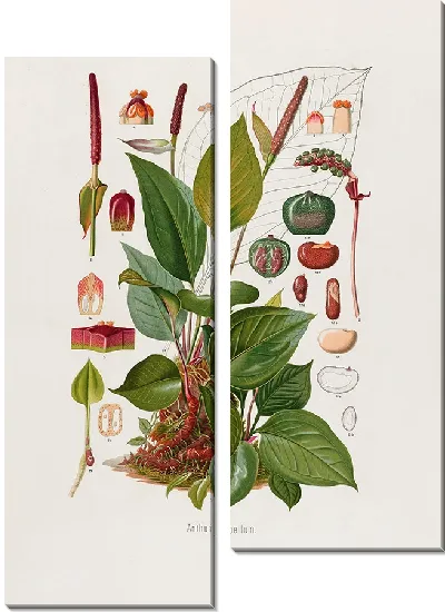 Картина Aroideae Maximilianae Pl.11 (1879)