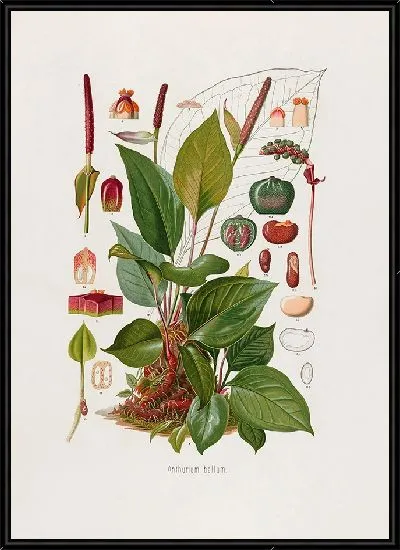 Картина Aroideae Maximilianae Pl.11 (1879)