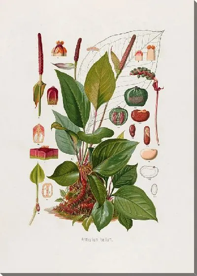 Картина Aroideae Maximilianae Pl.11 (1879)