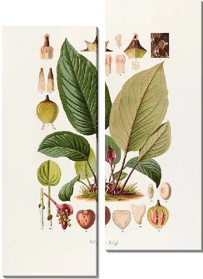 Картина Aroideae Maximilianae Pl.10 (1879)