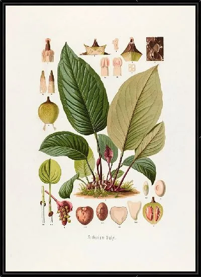Картина Aroideae Maximilianae Pl.10 (1879)