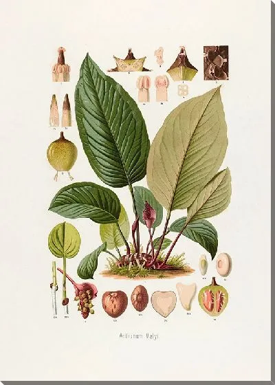 Картина Aroideae Maximilianae Pl.10 (1879)