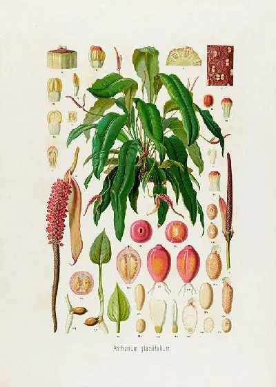 Картина Aroideae Maximilianae Pl.09 (1879)