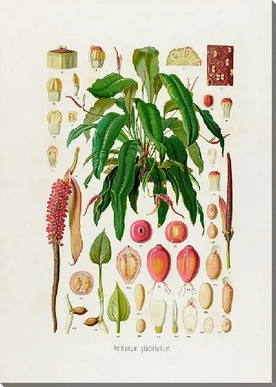 Картина Aroideae Maximilianae Pl.09 (1879)