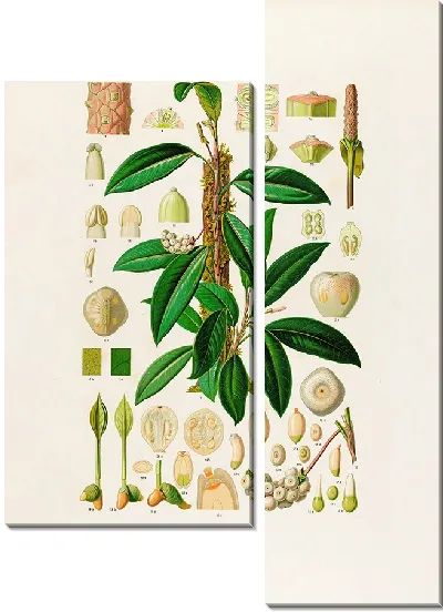 Картина Aroideae Maximilianae Pl.08 (1879)