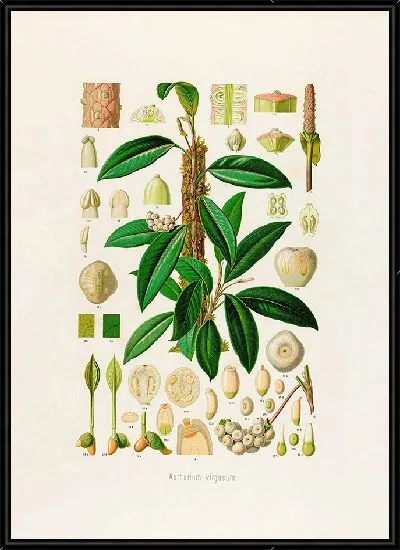 Картина Aroideae Maximilianae Pl.08 (1879)