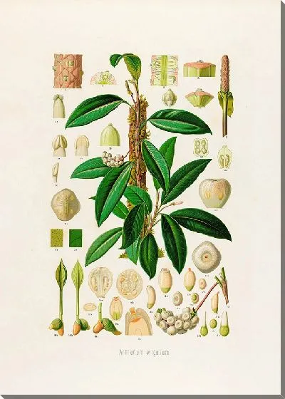 Картина Aroideae Maximilianae Pl.08 (1879)