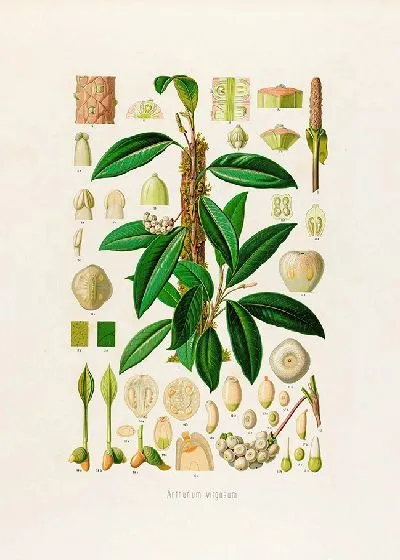 Картина Aroideae Maximilianae Pl.08 (1879)
