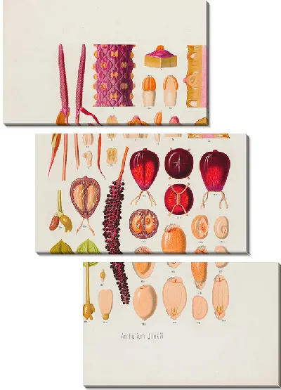 Картина Aroideae Maximilianae Pl.07 (1879)
