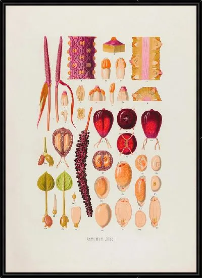 Картина Aroideae Maximilianae Pl.07 (1879)