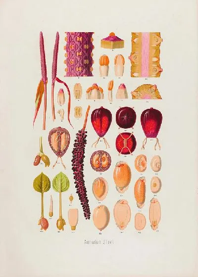 Картина Aroideae Maximilianae Pl.07 (1879)