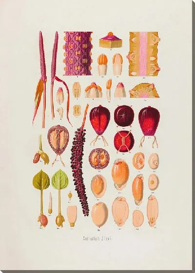 Картина Aroideae Maximilianae Pl.07 (1879)