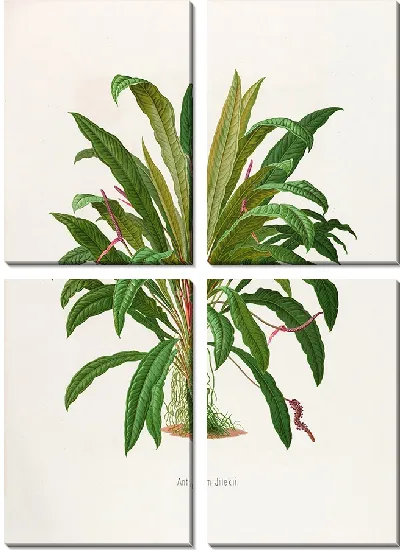 Картина Aroideae Maximilianae Pl.06 (1879)