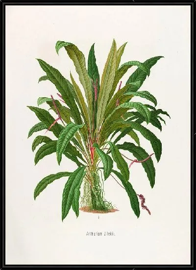 Картина Aroideae Maximilianae Pl.06 (1879)