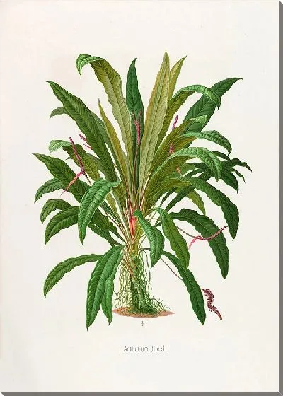 Картина Aroideae Maximilianae Pl.06 (1879)