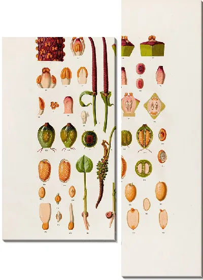 Картина Aroideae Maximilianae Pl.05 (1879)