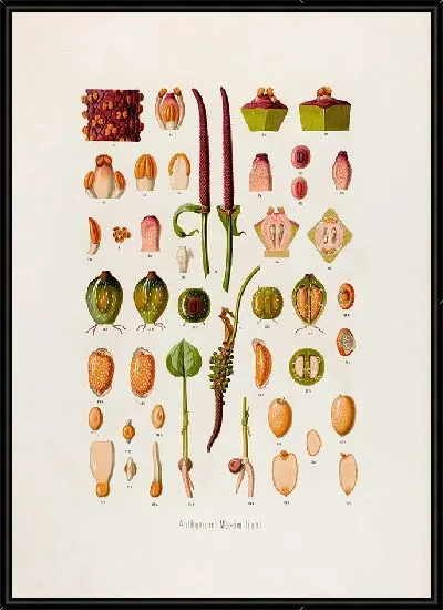 Картина Aroideae Maximilianae Pl.05 (1879)
