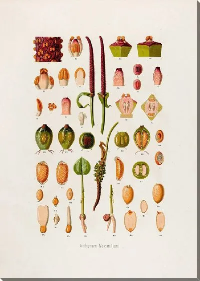 Картина Aroideae Maximilianae Pl.05 (1879)