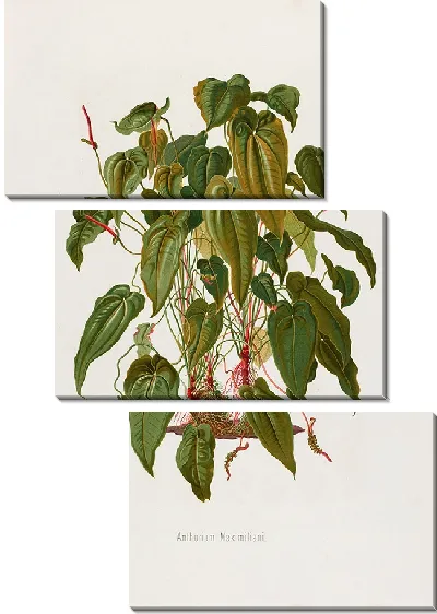 Картина Aroideae Maximilianae Pl.37 (1879)