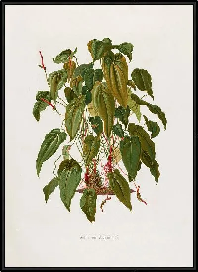 Картина Aroideae Maximilianae Pl.37 (1879)