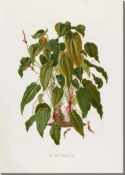 Картина Aroideae Maximilianae Pl.37 (1879)