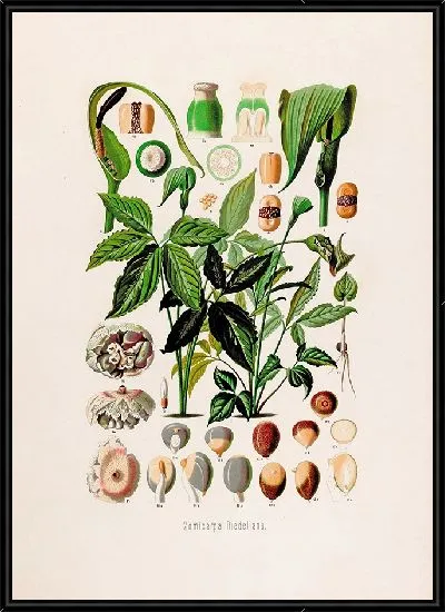 Картина Aroideae Maximilianae Pl.03 (1879)
