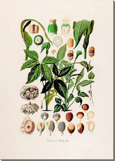 Картина Aroideae Maximilianae Pl.03 (1879)