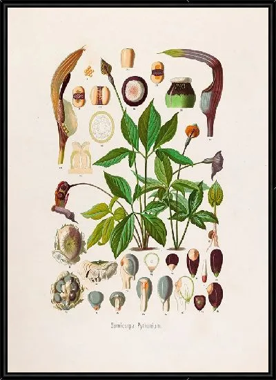 Картина Aroideae Maximilianae Pl.02 (1879)
