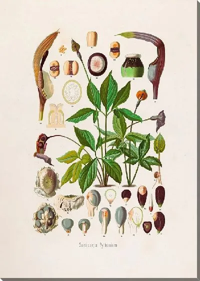Картина Aroideae Maximilianae Pl.02 (1879)