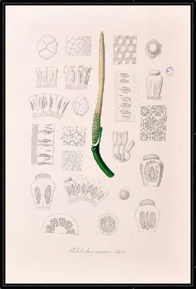 Картина Aroideae Maximilianae Pl.01-2 (1879)