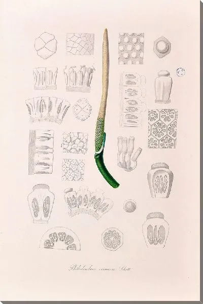 Картина Aroideae Maximilianae Pl.01-2 (1879)