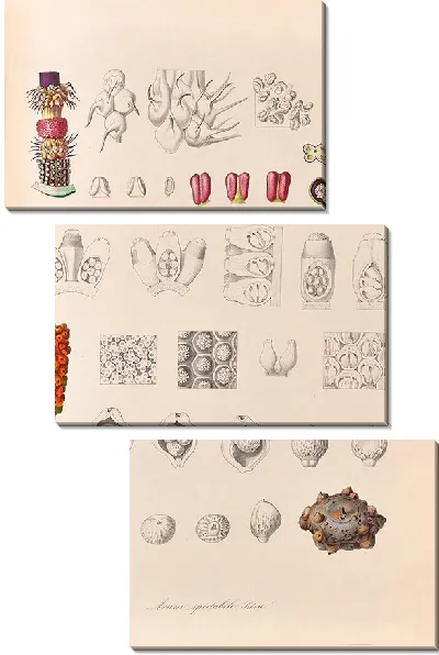 Картина Иконы Ароидеарум, табл. 33 (1857 г.)