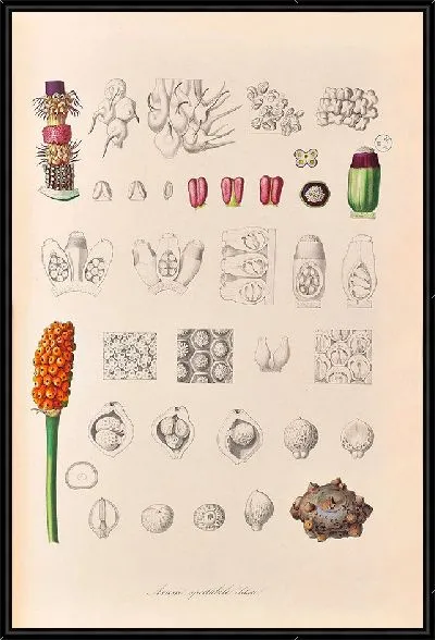 Картина Иконы Ароидеарум, табл. 33 (1857 г.)
