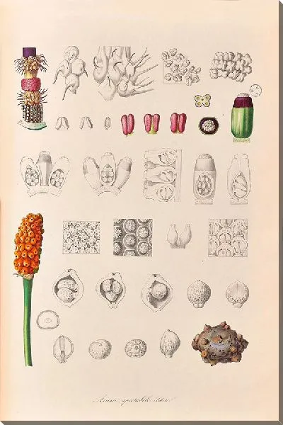 Картина Иконы Ароидеарум, табл. 33 (1857 г.)