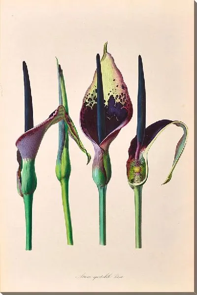 Картина Иконы Ароидеарум, табл. 32 (1857 г.)