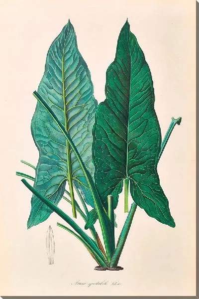 Картина Иконы Ароидеарум, табл. 31 (1857 г.)