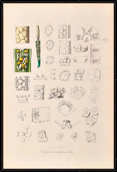 Картина Иконы Ароидеарум, табл. 30 (1857 г.)