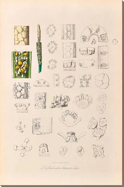 Картина Иконы Ароидеарум, табл. 30 (1857 г.)